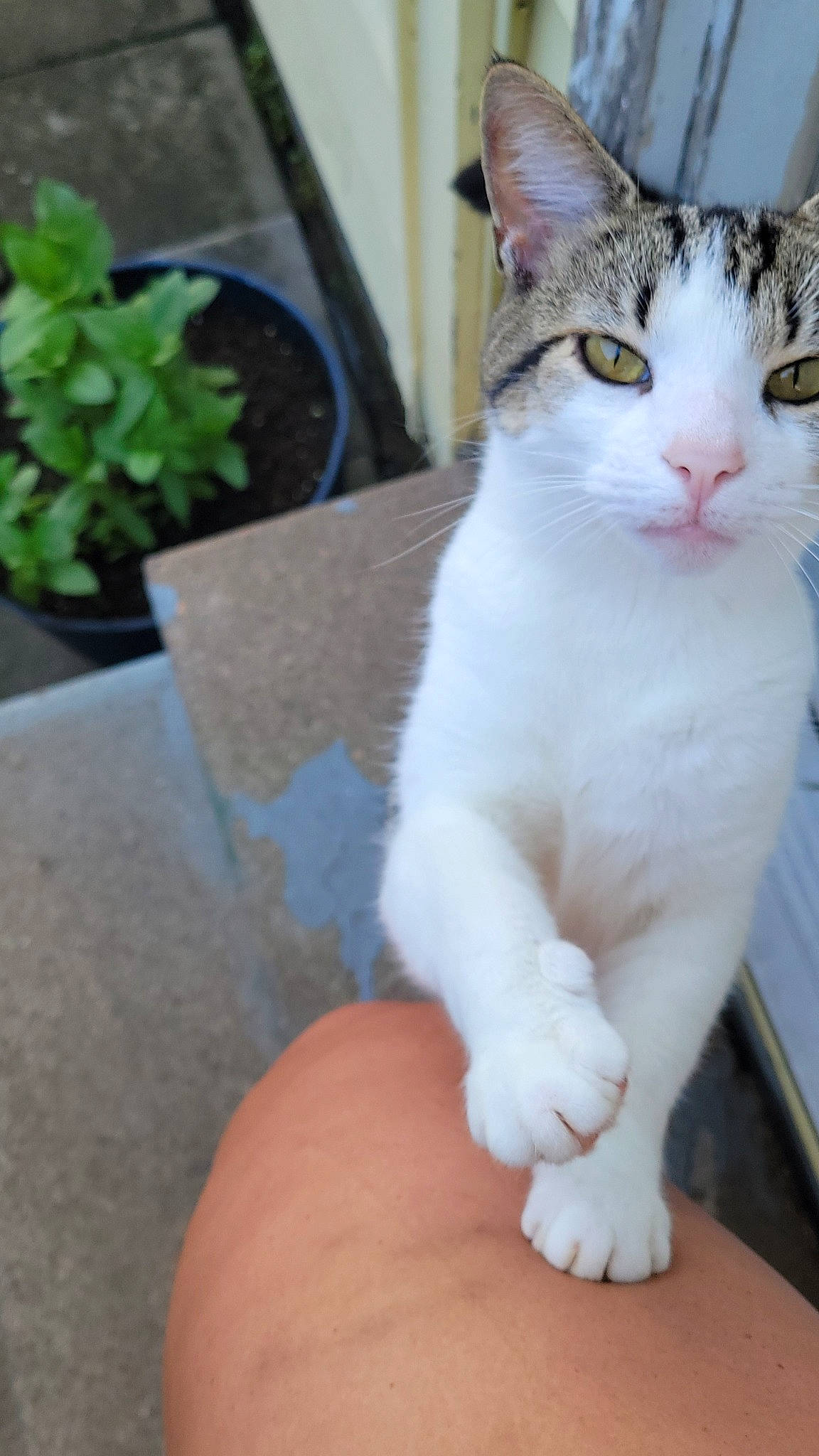 King joined the competition — help win amazing prizes! carnivore, cat, domestic_short_haired_cat, eye, felidae, flowerpot, foot, fur, herb, houseplant, paw, plant, sitting, small_to_medium_sized_cats, snout, tail, terrestrial_animal, whiskers