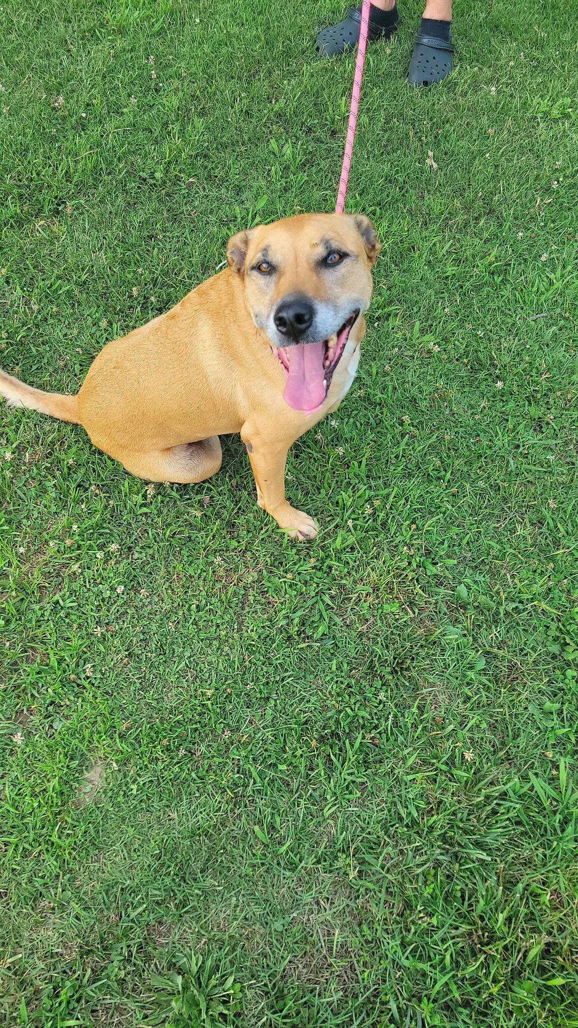 Gwen is registered to the contest to win money with this photo: canidae, carnivore, collar, companion_dog, dog, dog_breed, dog_collar, dog_supply, fawn, grass, lawn, leash, paw, pet_supply, plant, snout, sporting_group, tail, working_animal, working_dog