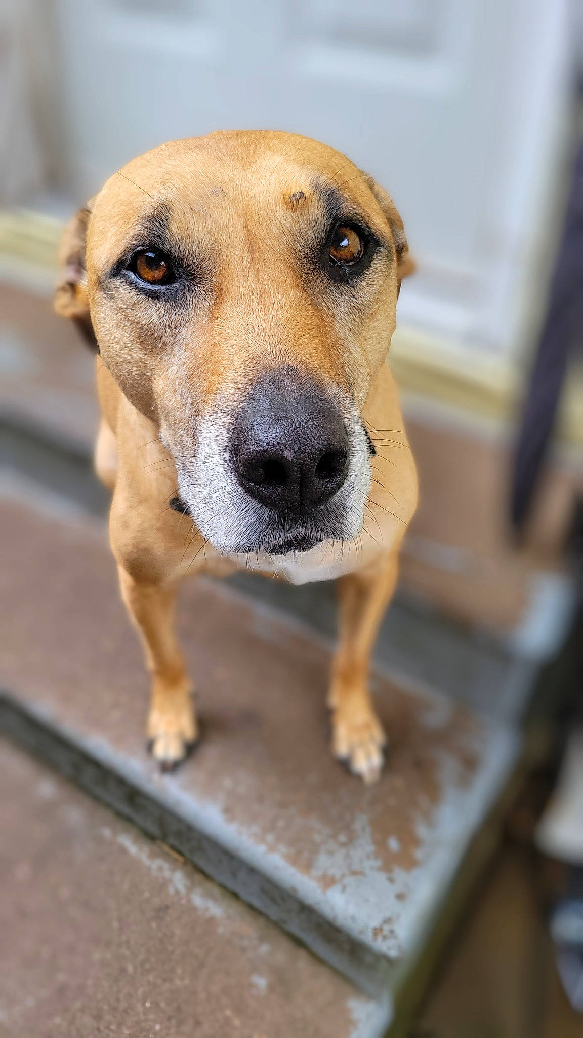 Gwen is registered to the contest to win money with this photo: canidae, carnivore, companion_dog, dog, dog_breed, eye, fawn, fur, snout, sporting_group, street_dog, terrestrial_animal, whiskers, wood, working_dog