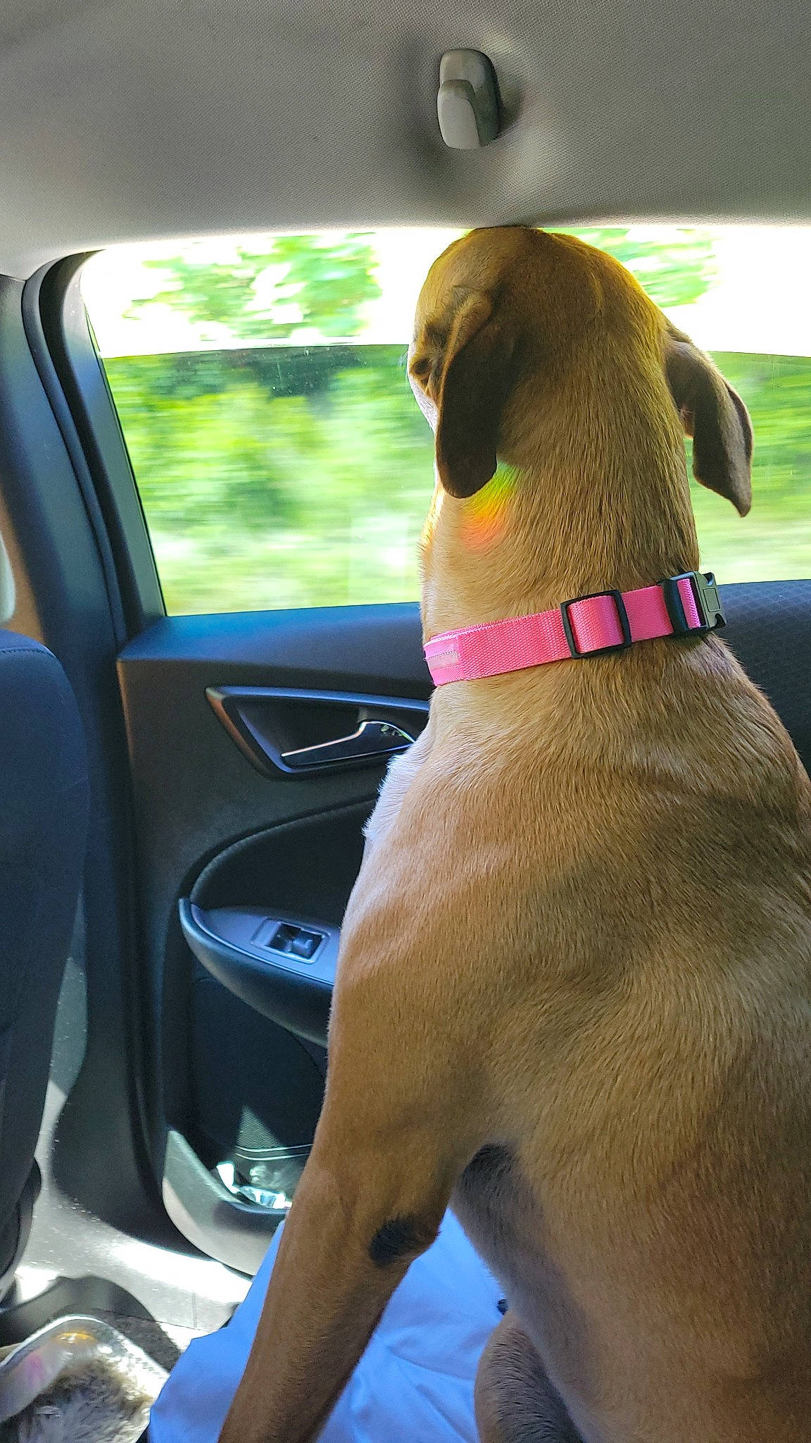 Gwen is registered to the contest to win money with this photo: automotive_mirror, car, car_seat, car_seat_cover, carnivore, collar, companion_dog, dog, dog_breed, dog_collar, dog_supply, fawn, liver, motor_vehicle, pet_supply, snout, sporting_group, steering_wheel, vehicle_door, working_animal