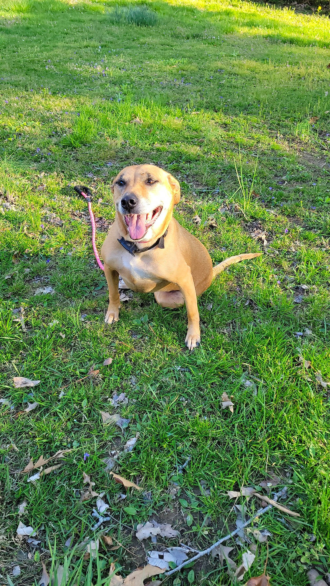 Gwen is registered to the contest to win money with this photo: canidae, carnivore, collar, companion_dog, dog, dog_breed, fawn, garden_hose, grass, grass_family, grassland, groundcover, lawn, meadow, pet_supply, plant, sporting_group, tail, tree, working_animal