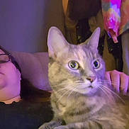 Zoey is registered to the contest to win money with this photo: blurred_background, casual, cat, closeup, comfort, couch, eyes, feline, glasses, hand, home, indoor, person, pet, portrait, purple_lighting, relaxing, resting, sitting, whiskers