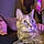 Zoey
