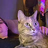 blurred_background, casual, cat, closeup, comfort, couch, eyes, feline, glasses, hand, home, indoor, person, pet, portrait, purple_lighting, relaxing, resting, sitting, whiskers