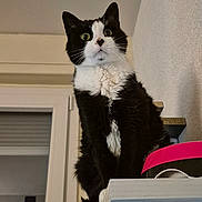 Shenzy participe au concours pour gagner de l'argent avec cette photo : cat, black_and_white, indoor, shelf, curious, wide_eyes, pet, feline, fur, whiskers, window, home, animal, portrait, looking_up, domestic, cute, alert, sitting, furniture