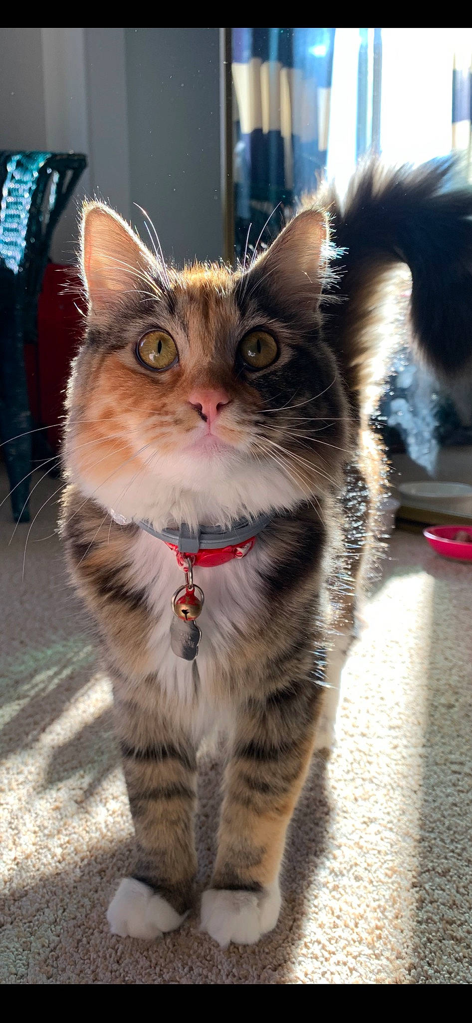 Korra is registered to the contest to win money with this photo: carnivore, cat, claw, collar, curious, domestic_short_haired_cat, event, fawn, felidae, fur, iris, paw, small_to_medium_sized_cats, snout, tail, terrestrial_animal, whiskers