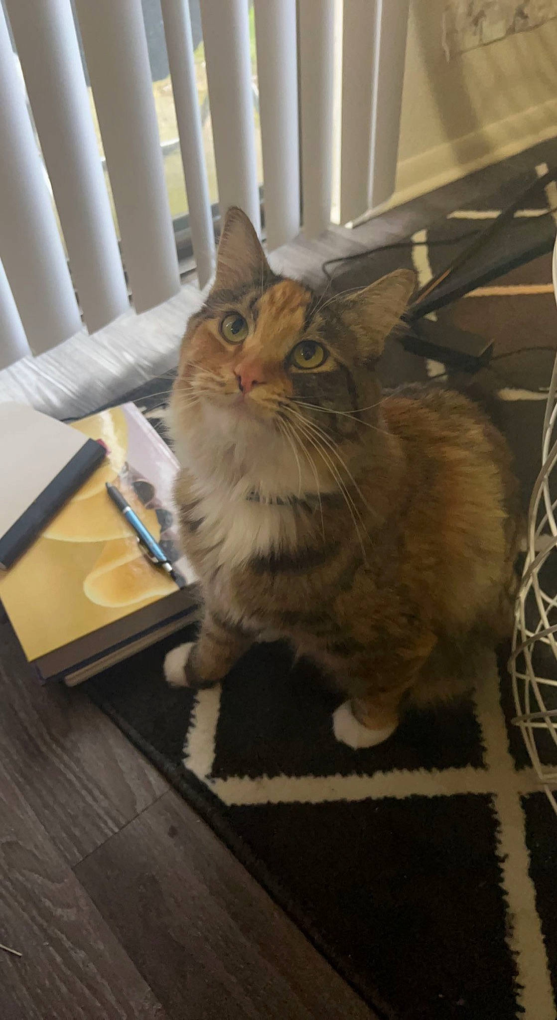 Korra is registered to the contest to win money with this photo: animal_shelter, box, cardboard, carnivore, cat, chair, domestic_short_haired_cat, fawn, felidae, floor, flooring, fur, hardwood, laminate_flooring, small_to_medium_sized_cats, snout, tail, whiskers, window, wood