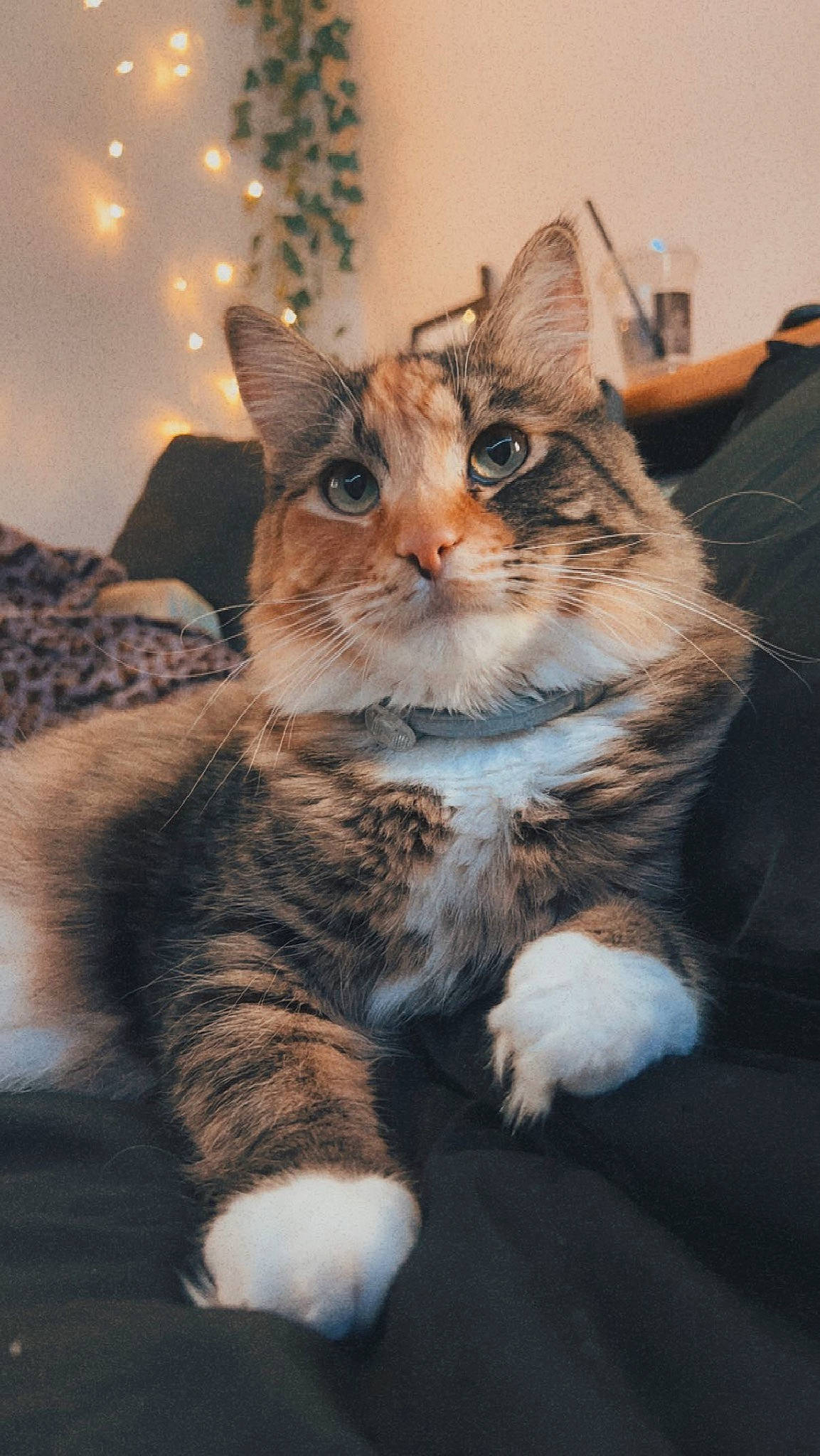 Korra is registered to the contest to win money with this photo: carnivore, cat, christmas, claw, domestic_short_haired_cat, event, felidae, fur, holiday, paw, plant, sitting, small_to_medium_sized_cats, snout, tree, whiskers, wildlife