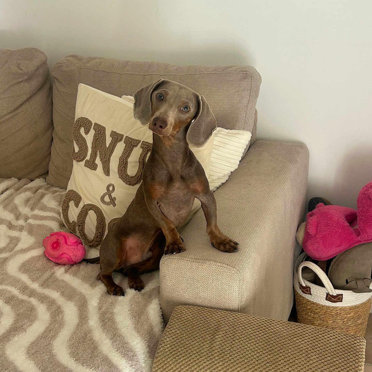 Zig Zag participe au concours pour gagner de l'argent avec cette photo : animal, basket, beige, blanket, carpet, couch, cozy, cute, dachshund, dog, furniture, home_decor, indoor, living_room, pet, pillow, plush_toy, relaxing, small_dog, toy