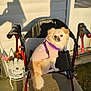 american_flag, angel_statue, animal, companion, cute, decor, dog, fur, outdoor, pet, pet_clothing, pink, purple, seat, shadow, small_dog, summer, sunlight, walker, white_wall