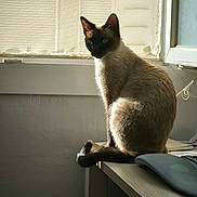 Yuki participe au concours pour gagner de l'argent avec cette photo : cat, siamese_cat, pet, animal, indoor, window, desk, light, shadow, fur, blue_eyes, sitting, side_view, calm, quiet, home, feline, resting, curled_tail, natural_light