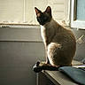 cat, siamese_cat, pet, animal, indoor, window, desk, light, shadow, fur, blue_eyes, sitting, side_view, calm, quiet, home, feline, resting, curled_tail, natural_light