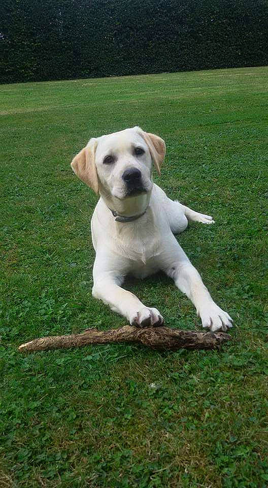 Mitsy participe au concours pour gagner de l'argent avec cette photo : canidae, carnivore, collar, companion_dog, dog, dog_breed, dog_collar, dogo_guatemalteco, fawn, grass, hunting_dog, labrador_retriever, lawn, non_sporting_group, pet_supply, snout, sporting_group, tail, terrestrial_animal, working_animal