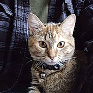 Snickers joined the competition — help win amazing prizes! cat, tabby_cat, pet, animal, collar, bell, person, plaid_shirt, green_shirt, indoor, close_up, feline, cute, whiskers, fur, eyes, sitting, portrait, domestic_animal, cozy