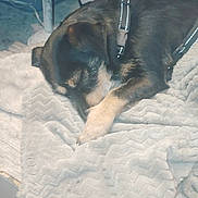 Baliee is registered to the contest to win money with this photo: black_and_tan, blanket, canine, collar, comfort, cozy, dog, domestic_animal, fabric, fur, household, indoor, patterned_background, paw, pet, quiet, relaxation, resting, sleeping, soft_texture