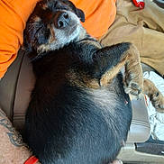 Balie Boo joined the competition — help win amazing prizes! black_and_tan_dog, car_seat, casual_clothing, close_up, comfort, curled_up, dog, domestic_animal, hand, lap, nap, orange_shirt, paw, person, red_bracelet, relaxation, resting, sleeping, tattoo, vehicle_interior