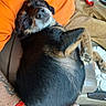 black_and_tan_dog, car_seat, casual_clothing, close_up, comfort, curled_up, dog, domestic_animal, hand, lap, nap, orange_shirt, paw, person, red_bracelet, relaxation, resting, sleeping, tattoo, vehicle_interior