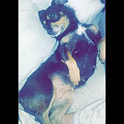 Balie Boo joined the competition — help win amazing prizes! dog, pet, bed, pillow, relaxed, lying_down, fur, indoor, cozy, animal, canine, comfort, resting, sleepwear, human_leg, black_and_tan, small_dog, cute, domestic, companion