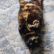 Emma joined the competition — help win amazing prizes! cat, tortoiseshell, pet, feline, lying_down, upside_down, green_eyes, fur, indoor, rug, patterned_rug, playful, curled_paws, relaxed, animal, domestic, whiskers, ears, closeup, resting