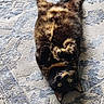 cat, tortoiseshell, pet, feline, lying_down, upside_down, green_eyes, fur, indoor, rug, patterned_rug, playful, curled_paws, relaxed, animal, domestic, whiskers, ears, closeup, resting