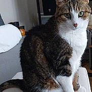 Ganesh participe au concours pour gagner de l'argent avec cette photo : cat, tabby, white_paws, green_eyes, indoor, couch, cushion, pet, animal, feline, sitting, looking, domestic, fur, whiskers, ears, tail, home, cozy, curious