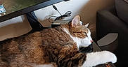 Ganesh participe au concours pour gagner de l'argent avec cette photo : cat, tabby, pet, indoor, computer_monitor, desk, paw, relaxation, feline, brown, white, fur, electronics, cord, home, resting, side_view, animal, cute, lazy