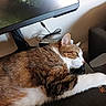 cat, tabby, pet, indoor, computer_monitor, desk, paw, relaxation, feline, brown, white, fur, electronics, cord, home, resting, side_view, animal, cute, lazy