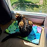 cat, animal, pet, window, sunlight, mat, pom_poms, indoor, fur, tail, wooden_floor, colorful, green, blue, purple, orange, shadow, curtain, home, relaxation