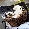 Ganesh a rejoint le concours — aidez-le/la à gagner de superbes lots ! cat, tabby, white, sleeping, nap, blanket, cozy, fur, pet, indoor, relaxed, resting, animal, paw, cute, comfortable, feline, soft, lying_down, domestic_cat