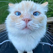 Gus is registered to the contest to win money with this photo: animal, blue_eyes, blurred_background, cat, close_up, cream_colored, cute, ears, feline, fluffy, greenery, looking_up, nature, nose, outdoor, paws, pet, portrait, soft_fur, whiskers