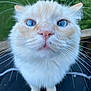 animal, blue_eyes, blurred_background, cat, close_up, cream_colored, cute, ears, feline, fluffy, greenery, looking_up, nature, nose, outdoor, paws, pet, portrait, soft_fur, whiskers