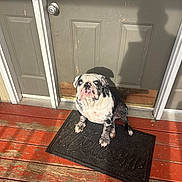 Monsta joined the competition — help win amazing prizes! bulldog, dog, animal, pet, blue_eyes, welcome_mat, wooden_porch, door, shadow, sunlight, outdoor, spot_pattern, sitting, front_door, rustic, weathered, canine, domestic_animal, portrait, pet_portrait