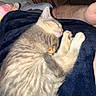 Kiwi is registered to the contest to win money with this photo: kitten, sleeping, cat, furry, paws, blanket, tattoo, arm, cozy, resting, indoor, closeup, pet, animal, cute, fur, relaxing, domestic, soft, nap