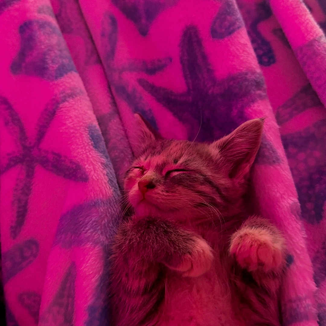 Kiwi is registered to the contest to win money with this photo: kitten, sleeping, blanket, starfish_pattern, cozy, cute, fur, animal, pet, resting, paws, soft_texture, pink_light, indoor, relaxed, young_cat, feline, adorable, comfort, snuggled