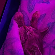 Kiwi joined the competition — help win amazing prizes! kitten, sleeping, blanket, starfish_pattern, purple_light, cozy, furry, pet, animal, indoor, resting, cute, small, soft_texture, paw, face, fur, relaxation, comfort, closeup
