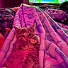 Kiwi is registered to the contest to win money with this photo: kitten, cat, blanket, purple, pink, stuffed_animal, toy, television, game_screen, lying_down, indoor, cozy, cute, pet, animal, relaxing, colorful, soft, bed, furry