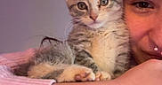 Kiwi is registered to the contest to win money with this photo: kitten, cat, person, face, arm, sweater, pink, indoor, led_lights, purple_light, cute, pet, hugging, cozy, young, feline, closeup, portrait, domestic_animal, warm
