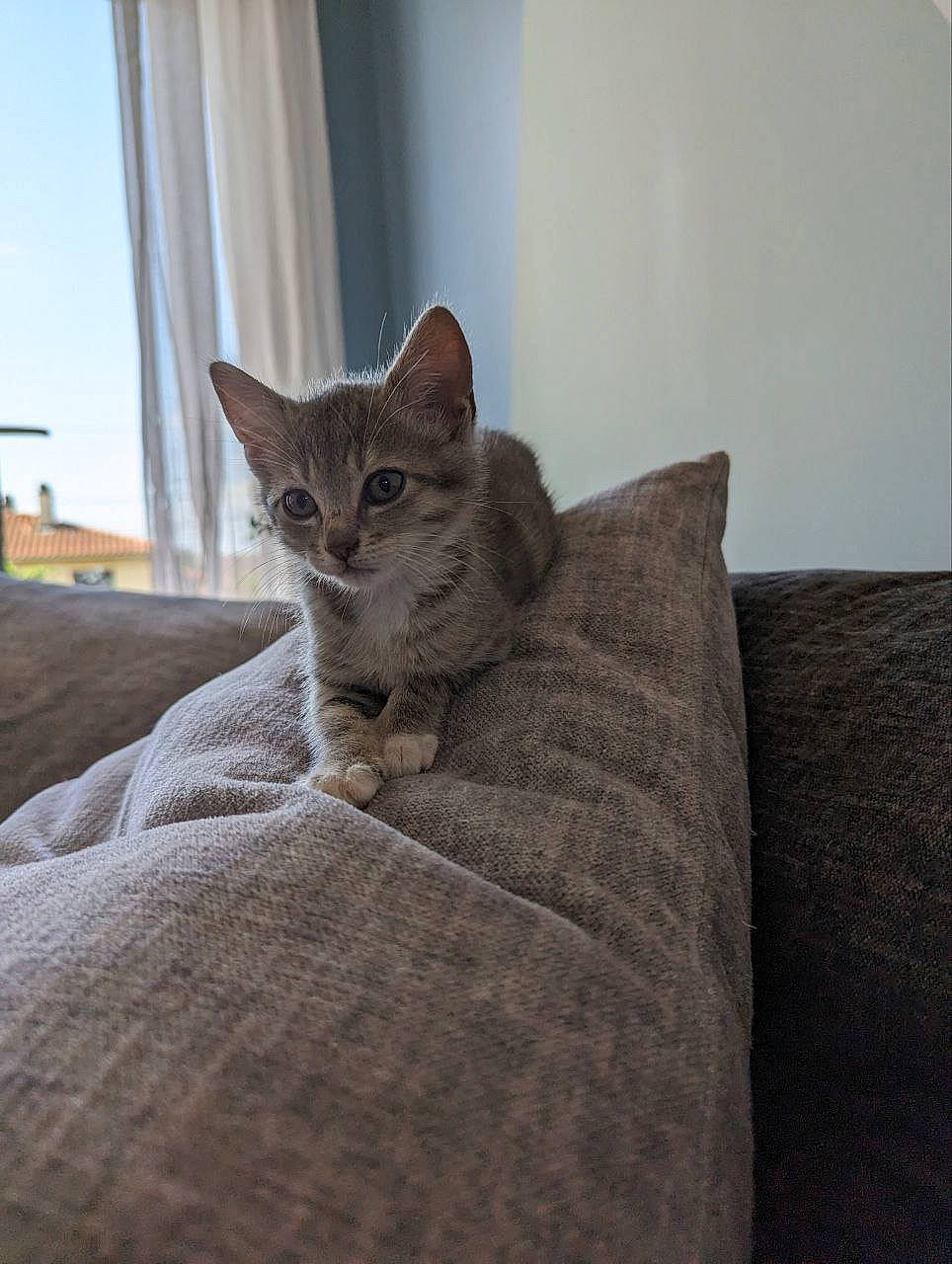 Happy participe au concours pour gagner de l'argent avec cette photo : carnivore, cat, cat_supply, comfort, domestic_short_haired_cat, door, fawn, felidae, flooring, fur, grey, hardwood, linens, room, sitting, small_to_medium_sized_cats, tail, terrestrial_animal, whiskers, wood