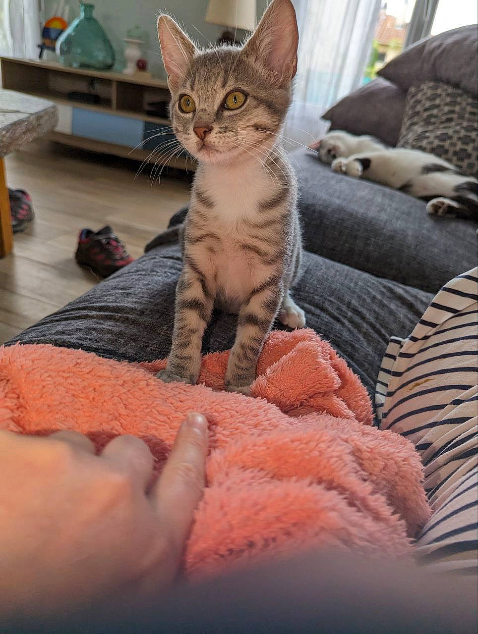 Happy a rejoint le concours — aidez-le/la à gagner de superbes lots ! carnivore, cat, comfort, couch, domestic_short_haired_cat, fawn, felidae, foot, fur, linens, nail, paw, room, shelf, sitting, small_to_medium_sized_cats, snout, tail, terrestrial_animal, whiskers