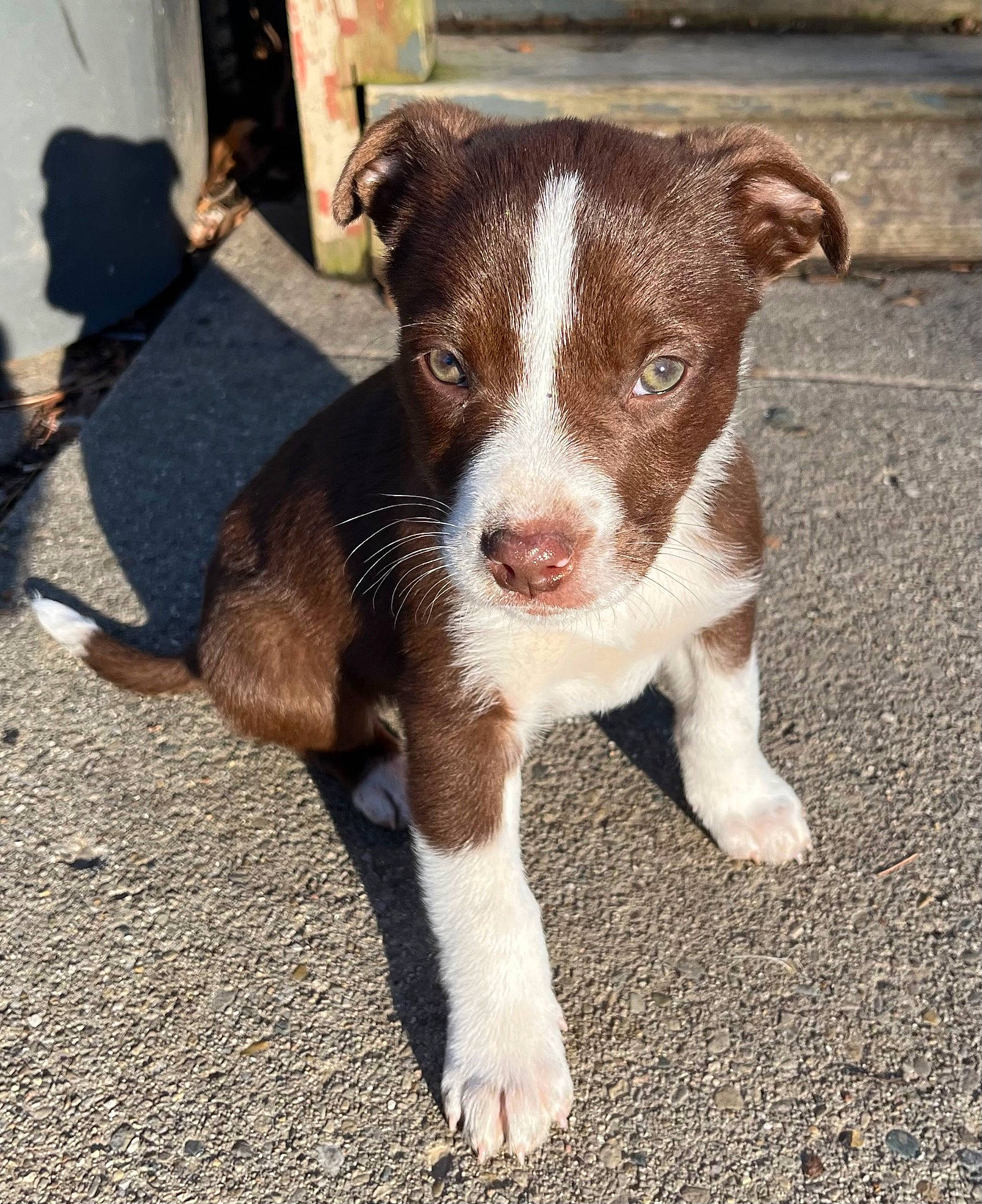 Kane is registered to the contest to win money with this photo: canidae, carnivore, companion_dog, dog, dog_breed, eye, fawn, fur, paw, plant, road, road_surface, snout, sporting_group, tail, terrestrial_animal, whiskers, working_animal