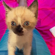 Luna joined the competition — help win amazing prizes! kitten, cat, blue_eyes, pet, animal, indoor, lap, pink_blanket, foot, furry, cute, small, young, whiskers, ears, paws, blurred, cozy, domestic, curious