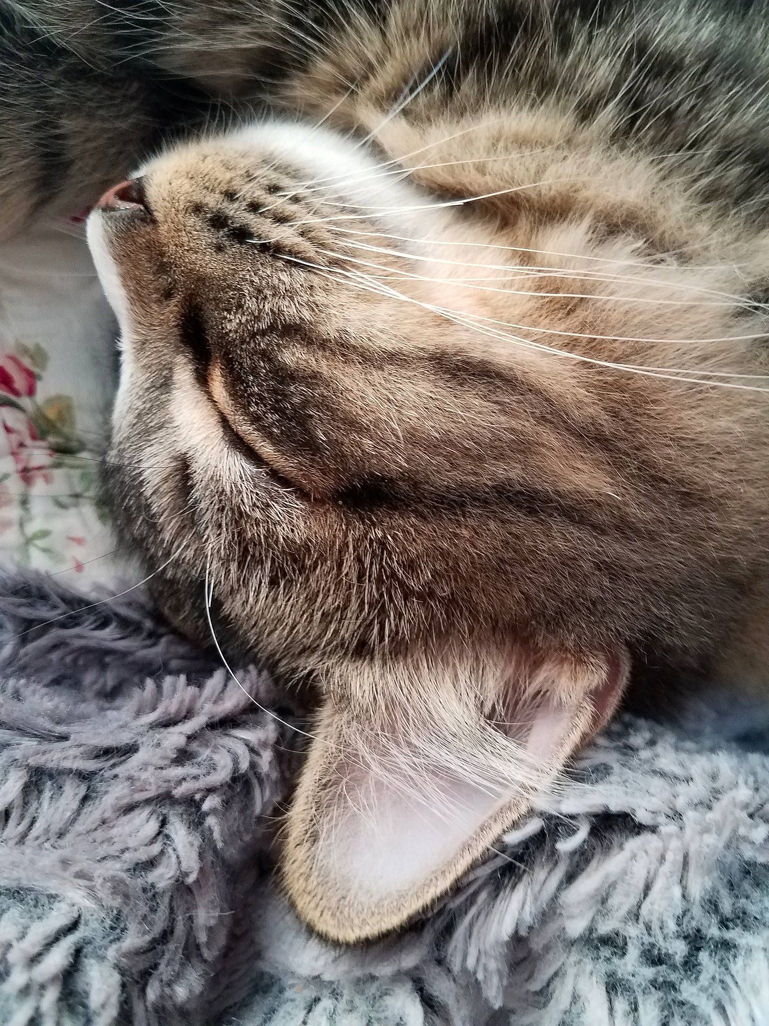 Linus is registered to the contest to win money with this photo: american_shorthair, carnivore, cat, claw, close_up, dragon_li, egyptian_mau, european_shorthair, felidae, fur, nap, nose, paw, pixie_bob, polydactyl_cat, sleep, small_to_medium_sized_cats, snout, tabby_cat, whiskers