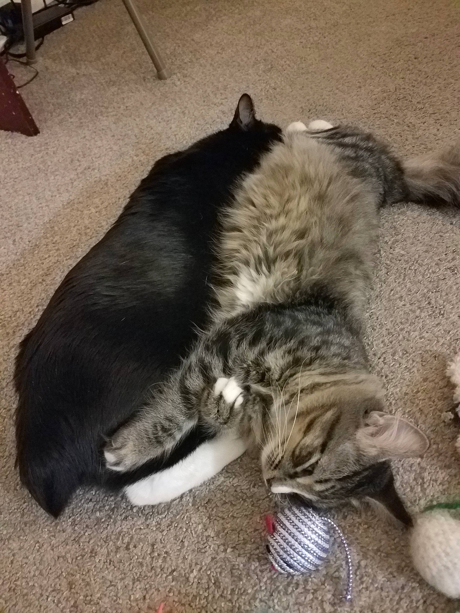 Linus joined the competition — help win amazing prizes! canidae, carnivore, cat, claw, ear, european_shorthair, felidae, floor, fur, kitten, nap, paw, sleep, small_to_medium_sized_cats, tail, whiskers