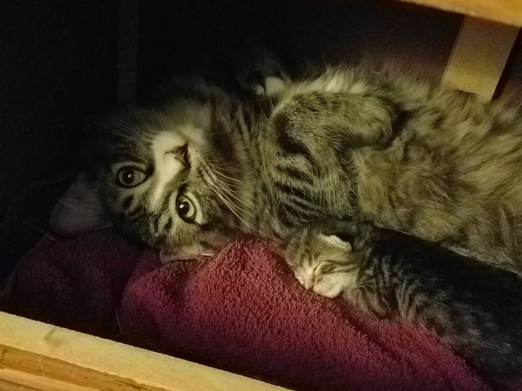 Linusboy joined the competition — help win amazing prizes! american_curl, asian, carnivore, cat, domestic_long_haired_cat, domestic_short_haired_cat, dragon_li, egyptian_mau, european_shorthair, felidae, fur, kitten, maine_coon, mammal, norwegian_forest_cat, pixie_bob, siberian, small_to_medium_sized_cats, tabby_cat, whiskers