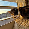 cat, tabby_cat, pet, animal, window, blinds, windowsill, cushion, indoor, sunlight, sunset, warm_lighting, whiskers, ears, paws, fur, striped_fur, lounging, cozy, home