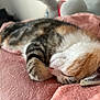 animal, blanket, calm, cat, closeup, cozy, cute, domestic_animal, feline, fur, indoor, kitten, nap, paw, pet, pink, resting, sleeping, soft, young