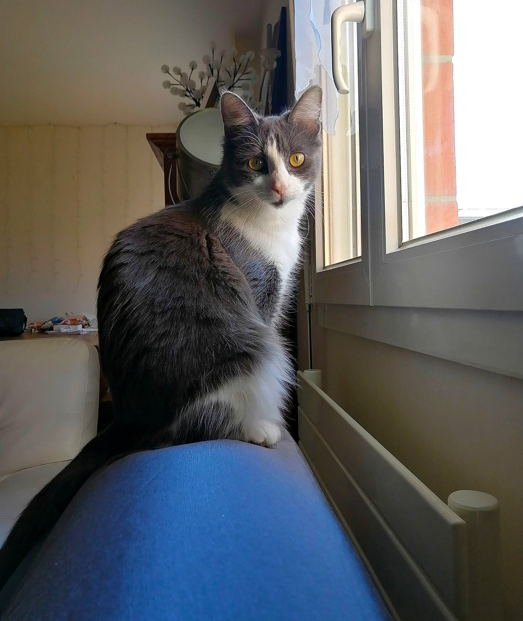 Mulan participe au concours pour gagner de l'argent avec cette photo : carnivore, cat, comfort, domestic_short_haired_cat, door, felidae, fixture, flooring, fur, grey, plant, room, sash_window, small_to_medium_sized_cats, snout, tail, tree, whiskers, window, wood