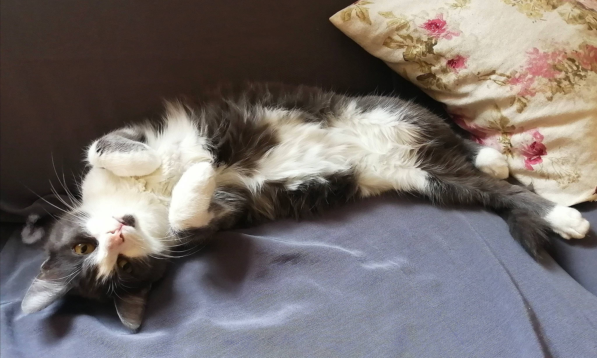 Mulan participe au concours pour gagner de l'argent avec cette photo : carnivore, cat, claw, comfort, domestic_short_haired_cat, felidae, fur, nap, paw, pillow, small_to_medium_sized_cats, snout, tail, terrestrial_animal, throw_pillow, whiskers