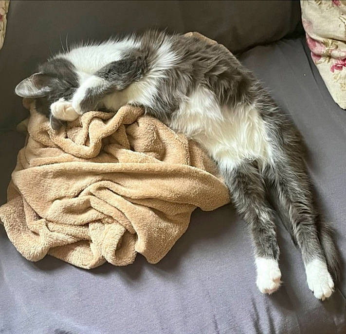Mulan participe au concours pour gagner de l'argent avec cette photo : carnivore, cat, claw, comfort, companion_dog, couch, dog_breed, domestic_short_haired_cat, felidae, fur, linens, nap, paw, room, small_to_medium_sized_cats, snout, sporting_group, tail, whiskers, wood