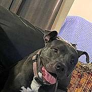 Luna joined the competition — help win amazing prizes! dog, indoor, couch, pet, happy, tongue_out, gray_dog, white_chest, collar, curtains, dog_crate, home, playful, canine, furniture, animal, resting, smiling, domestic, companion